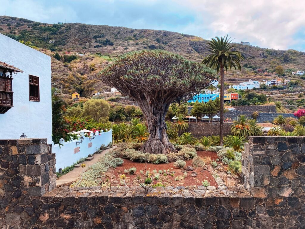 a tree in the middle of a stone wall