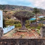 a tree in the middle of a stone wall